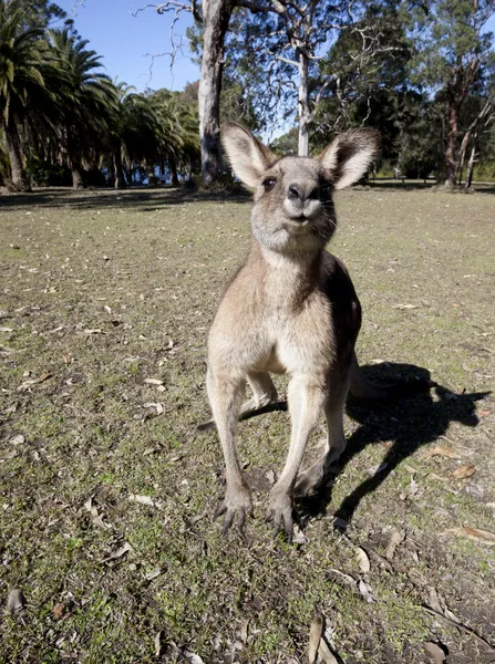 Canguro australiano gran angular — Foto de Stock