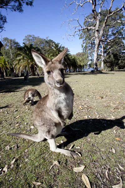Australisches Känguru Weitwinkel — Stockfoto