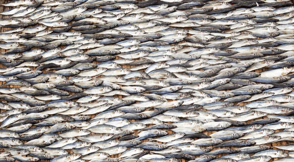 Peixes secos — Fotografia de Stock