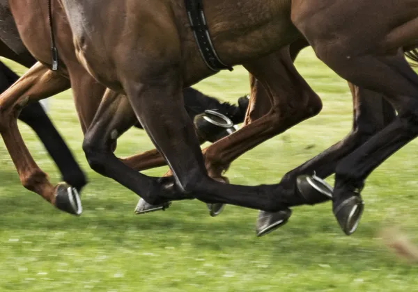 Hästkapplöpning — Stockfoto