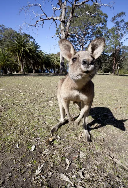 Australische kangoeroe groothoek — Stockfoto