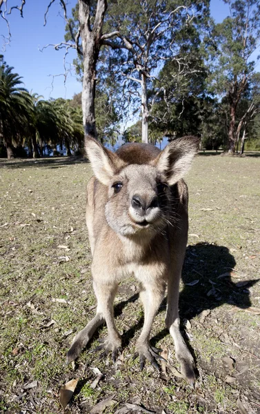 Australische kangoeroe groothoek — Stockfoto
