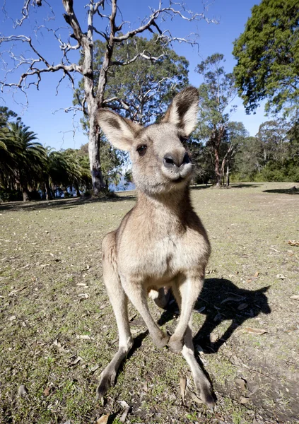 Australian kangaroo wideangle — Stock Photo, Image