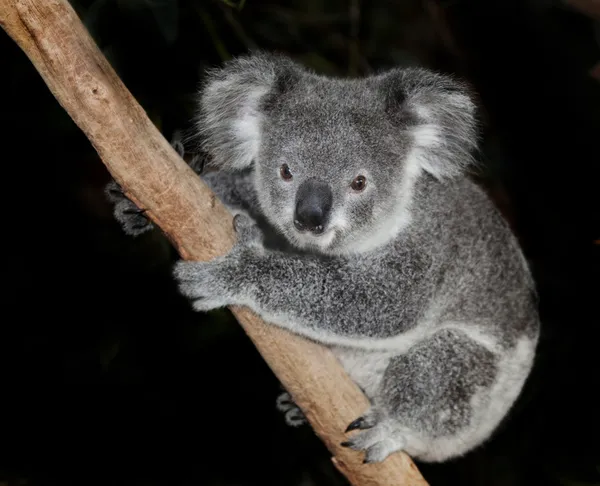 Oso koala australiano — Foto de Stock