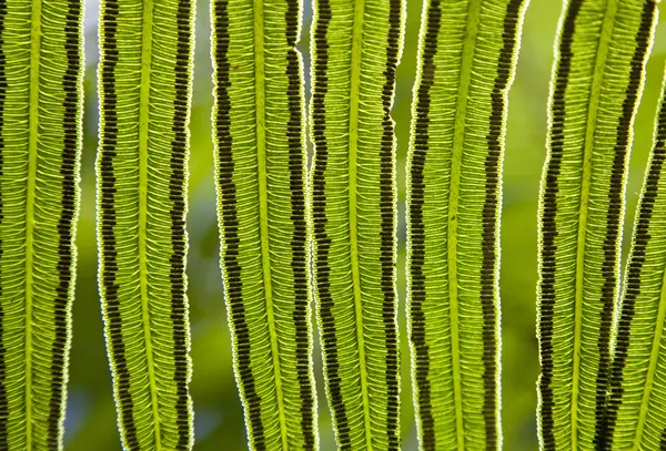 Fern bakgrund — Stockfoto