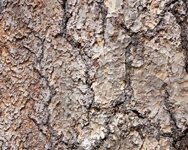 Corteza de árbol como fondo — Foto de Stock