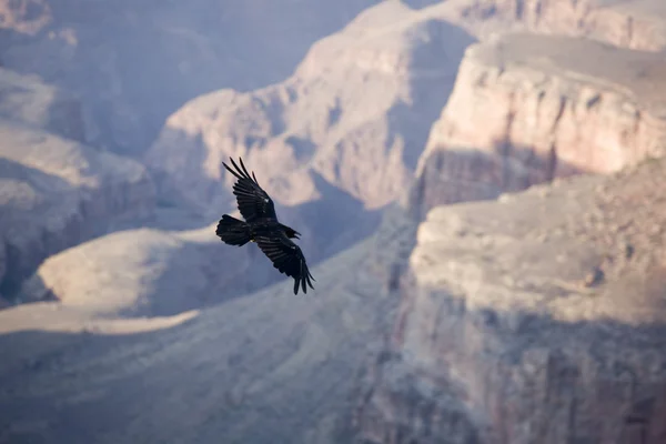 Condor at grand canyon — Stock Photo, Image