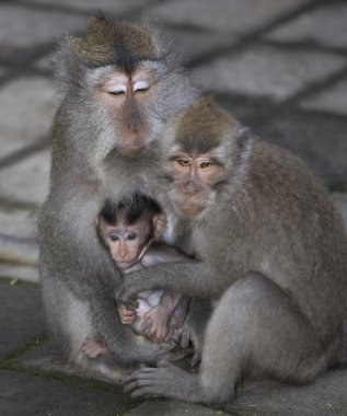 Bali dili bebek maymun aile