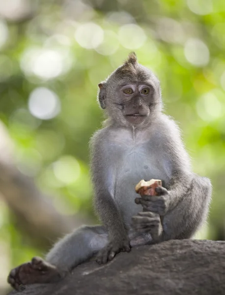 Serene monkey — Stock Photo, Image