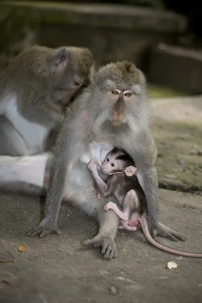 Mono bebé balinés — Foto de Stock