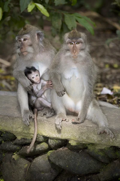 Macaco bebé balinês — Fotografia de Stock