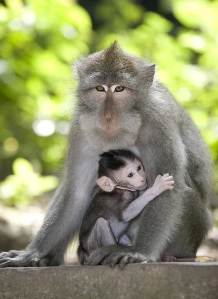 Macaco bebé balinês — Fotografia de Stock