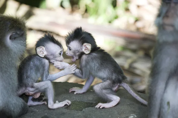 Balinese baby monkey with bully — Stock Photo, Image