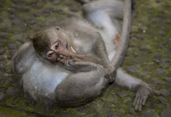 Confused monkey from bali — Stock Photo, Image