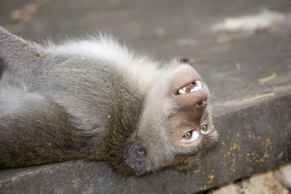 Macaco relaxado de bali — Fotografia de Stock