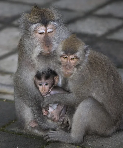 Famille de bébés singes balinais — Photo