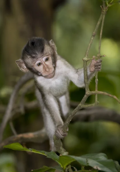Балийская обезьянка — стоковое фото