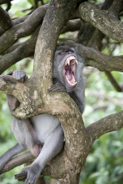 Wütender Affe — Stockfoto