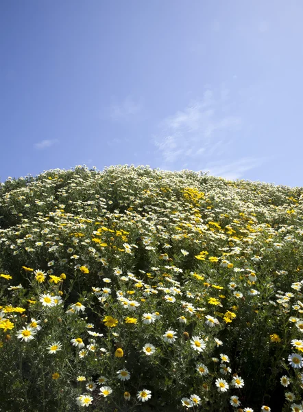 Kalifornische Blumen — Stockfoto