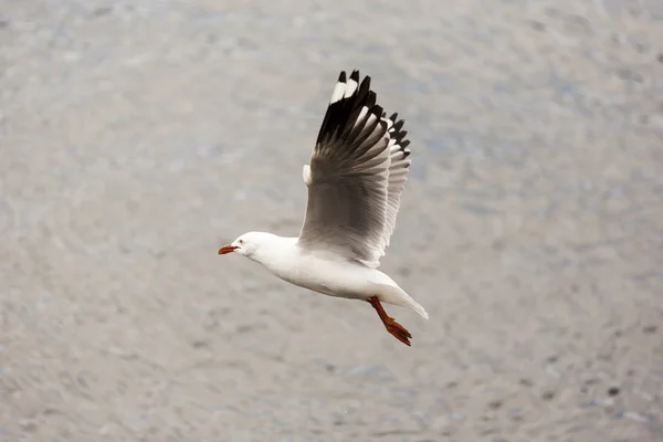 Möwenflug — Stockfoto