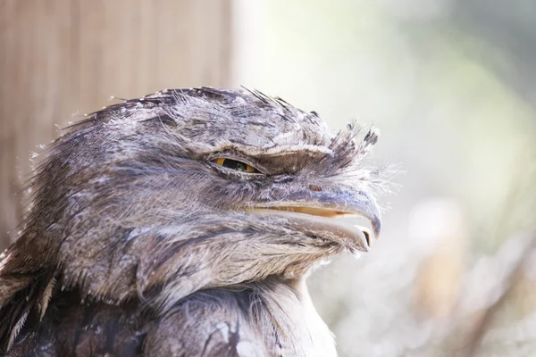 Tawny frogmouth de australia — Foto de Stock