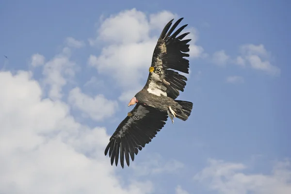 Αμερικανική condor — Φωτογραφία Αρχείου