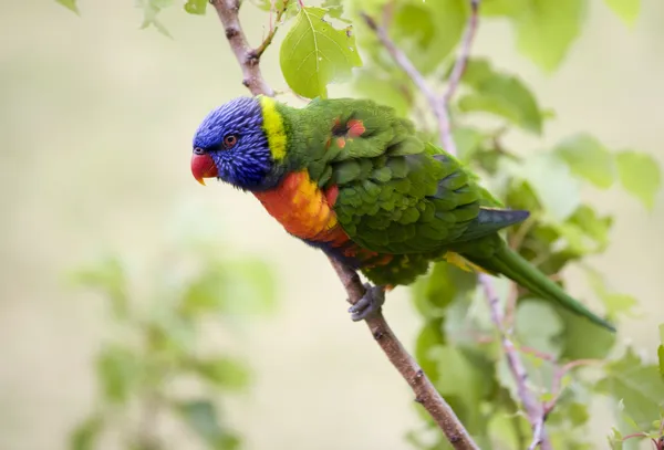 Australian lorikeet — Stock Photo, Image