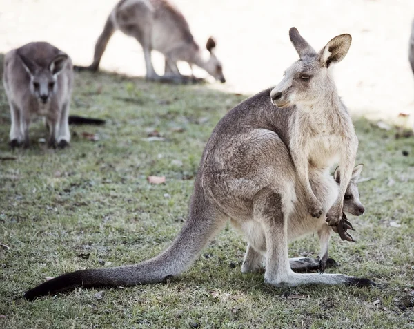 Känguru — Stockfoto