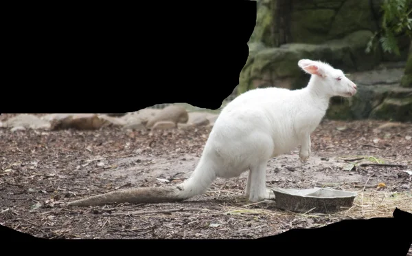 Albino kanguru — Stok fotoğraf