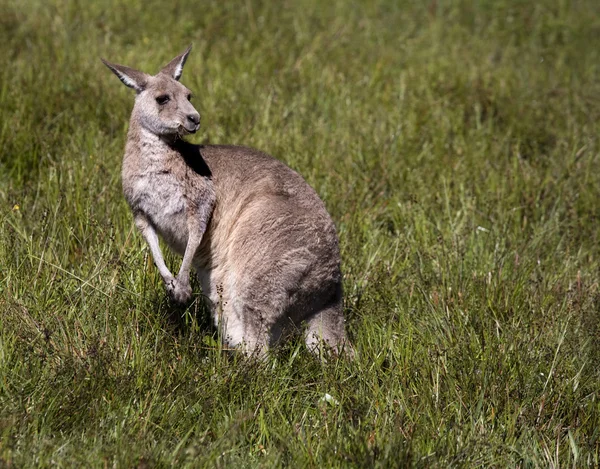 Canguru marsupial — Fotografia de Stock