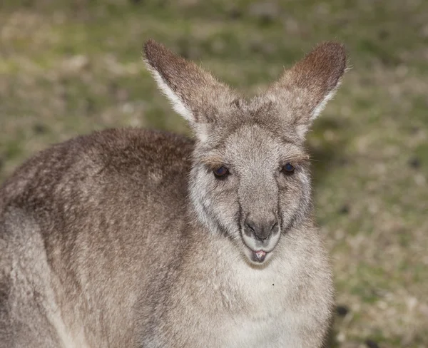 Kangoeroe — Stockfoto