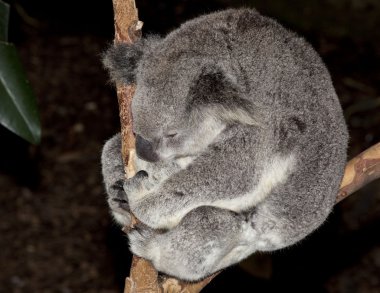 şirin koala
