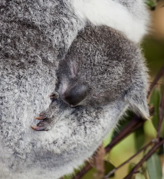 Koala — Zdjęcie stockowe