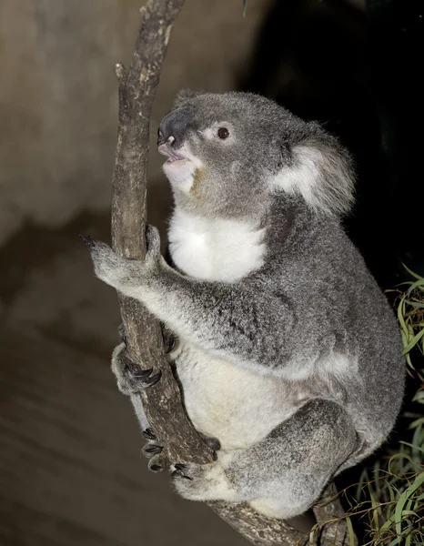 Cute Koala — Stockfoto