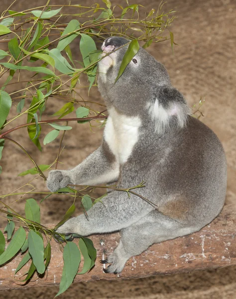 Koala austrália — Fotografia de Stock