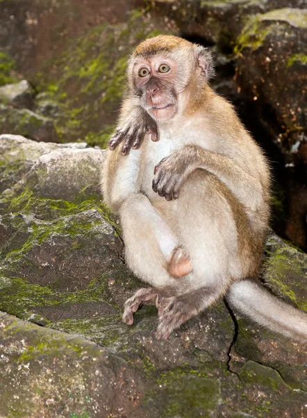 अरे नाही माकडा — स्टॉक फोटो, इमेज