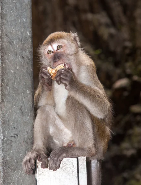 Monyet kurang ajar — Stok Foto