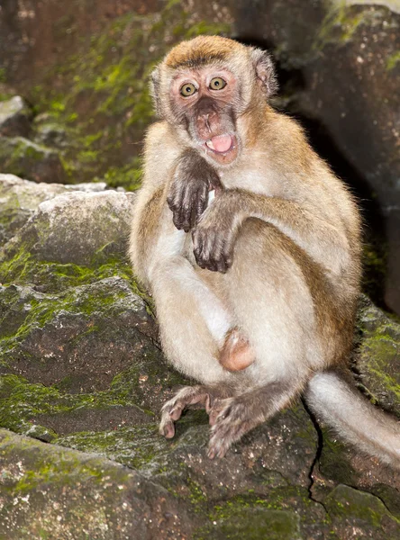 Affe überrascht — Stockfoto