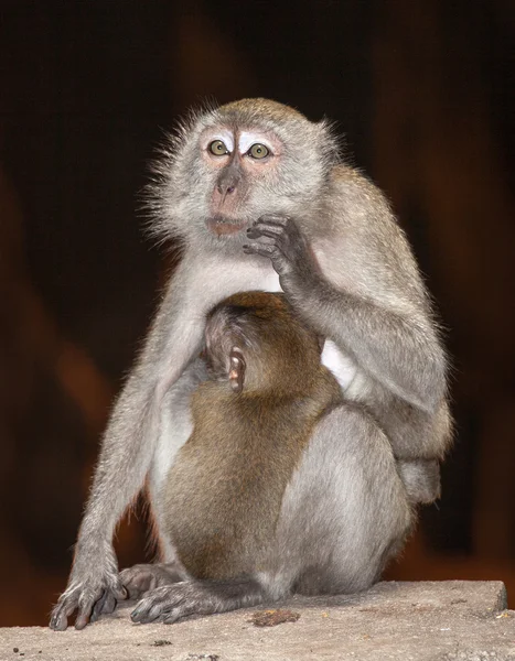 Thiniking monkey — Stock Photo, Image