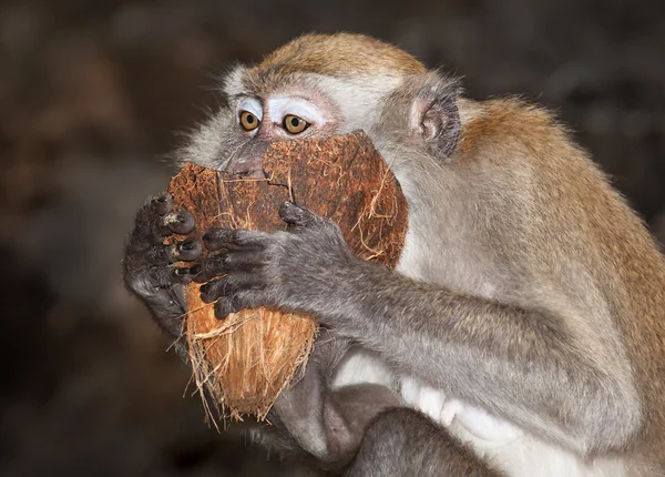 Macaco atrevido — Fotografia de Stock