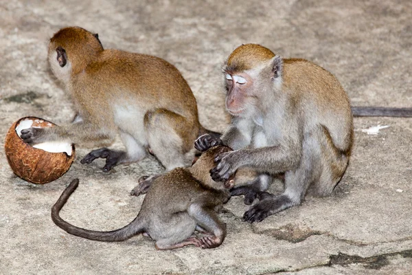 Maymun Kuaför — Stok fotoğraf