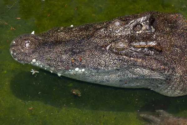 Krokotiili — kuvapankkivalokuva