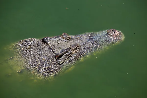 Cocodrilo — Foto de Stock