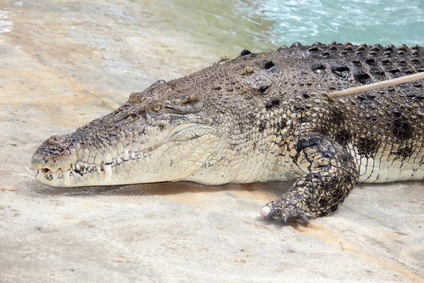 Crocodilo — Fotografia de Stock