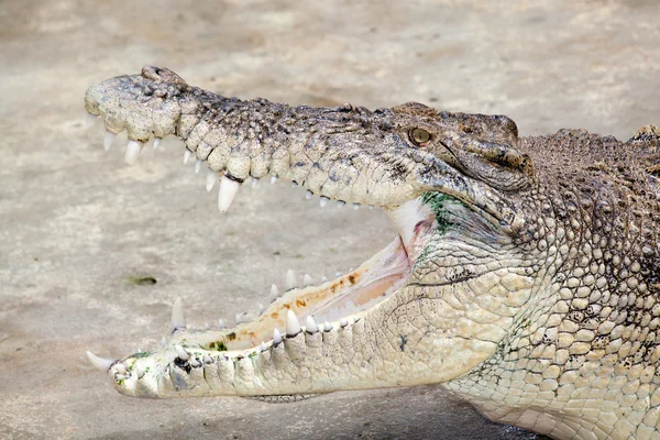 Crocodile — Stock Photo, Image