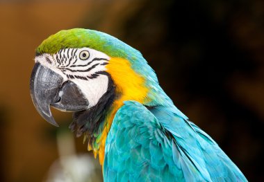 Amerika papağanı papağan