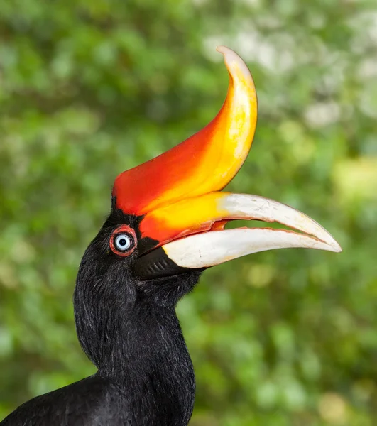 Hornbill. —  Fotos de Stock