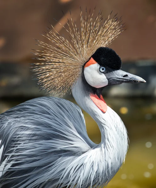 Grúa coronada —  Fotos de Stock