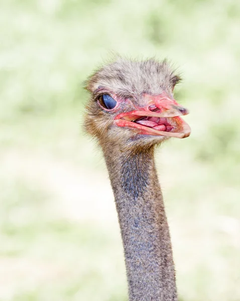 Strauß — Stockfoto