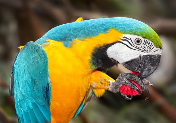 Macaw papegoja — Stockfoto